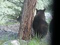 Black bear cub leaving